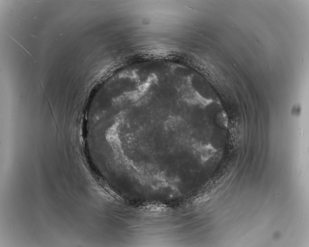 X0000098230642200805221712