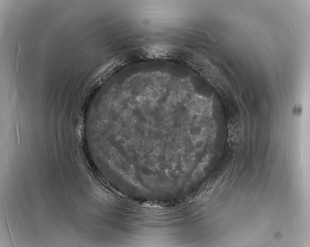 X0000098230648200805221712