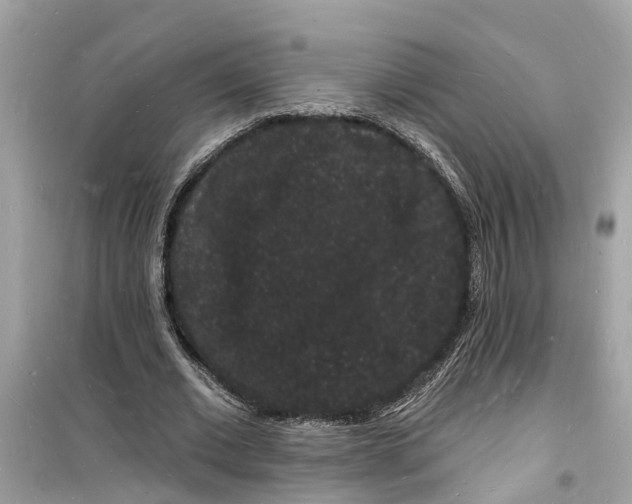 X0000098230677200805221711