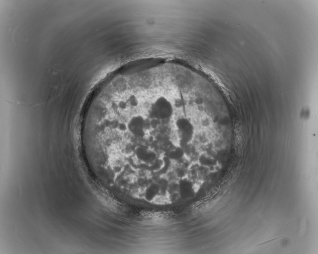 X0000098230679200805221711