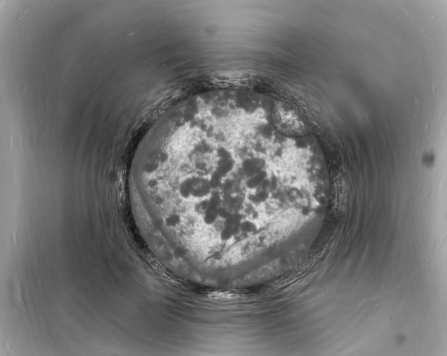 X0000098230699200805221711