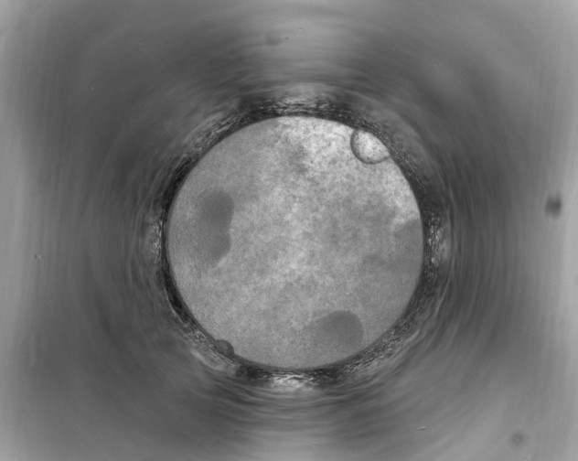 X0000098230753200805221710