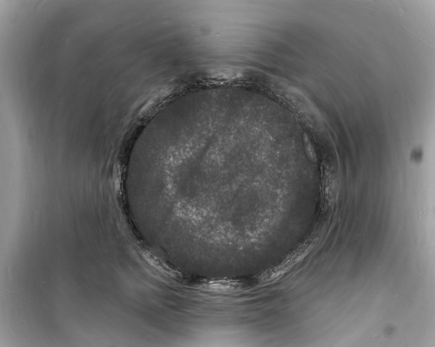 X0000098230758200805221710