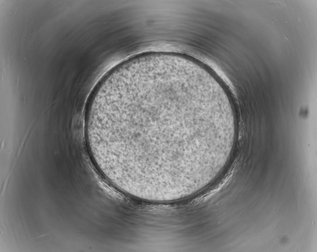 X0000098230837200805221709