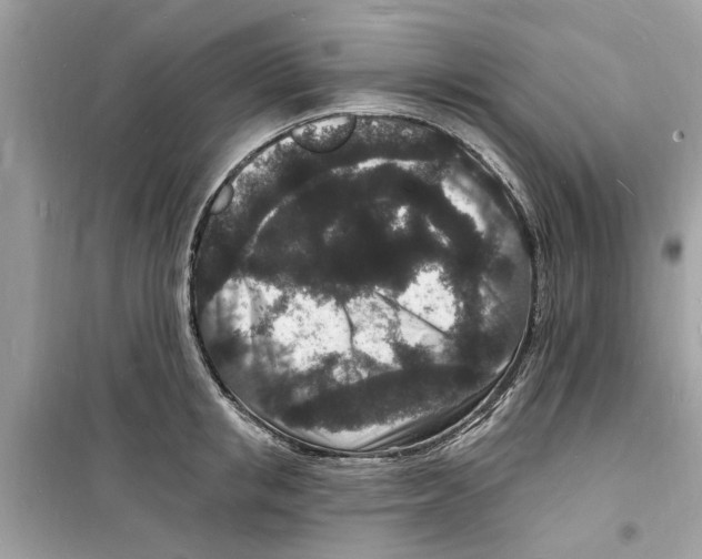 X0000098230853200805221709