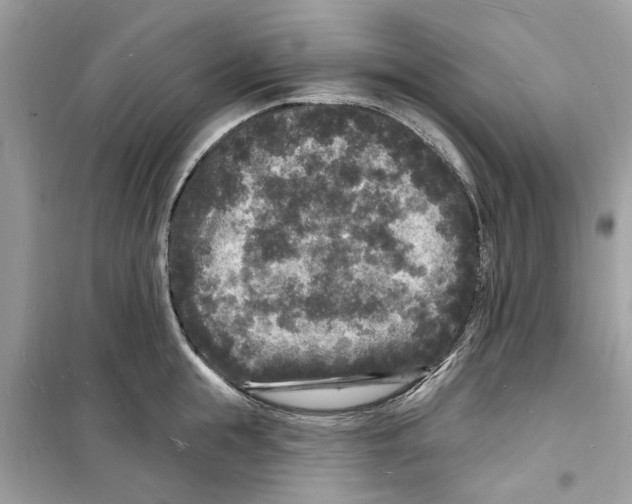 X0000098230855200805221709