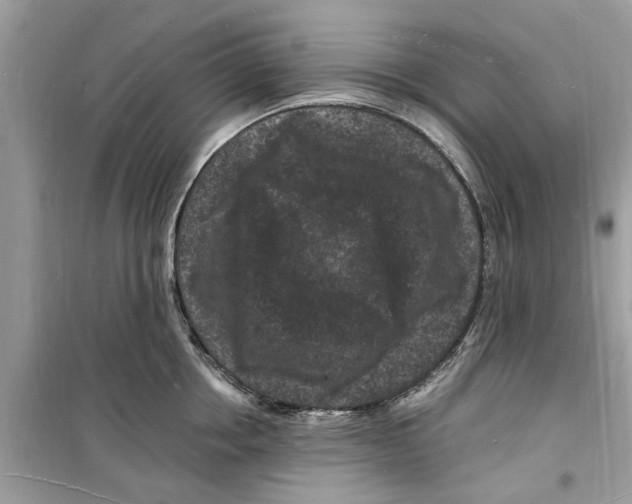 X0000098230858200805221709