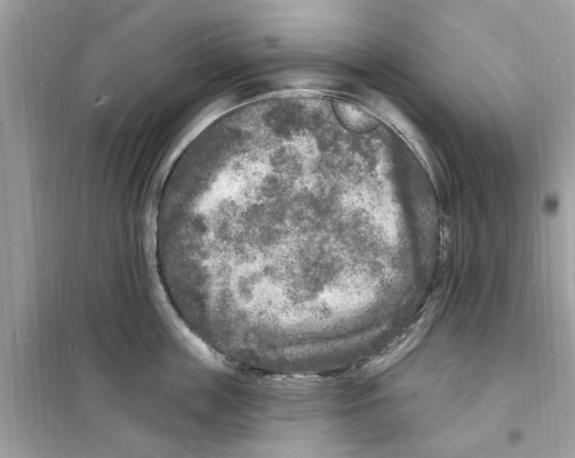 X0000098230859200805221709