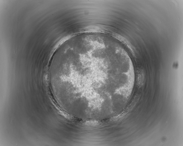 X0000098230882200805221708