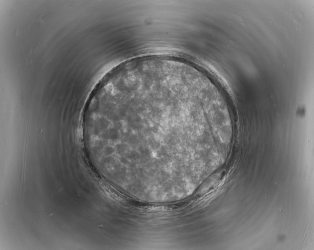 X0000098230883200805221708