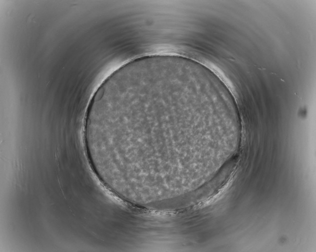 X0000098230901200805221708