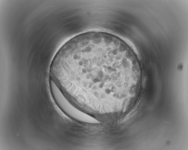 X0000098230903200805221708