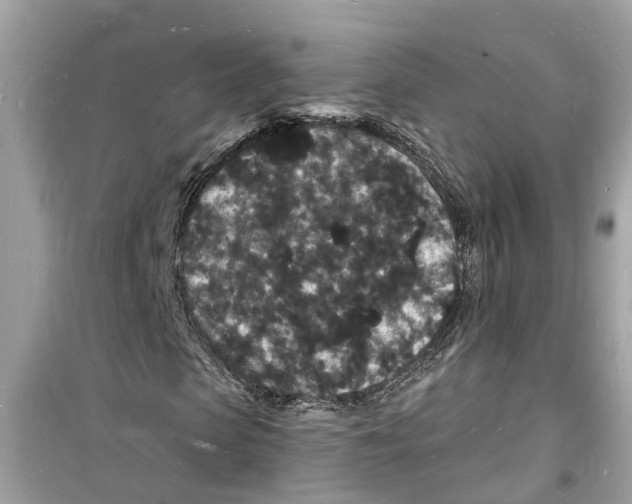 X0000098230913200805221707