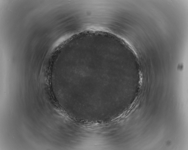 X0000098230919200805221707