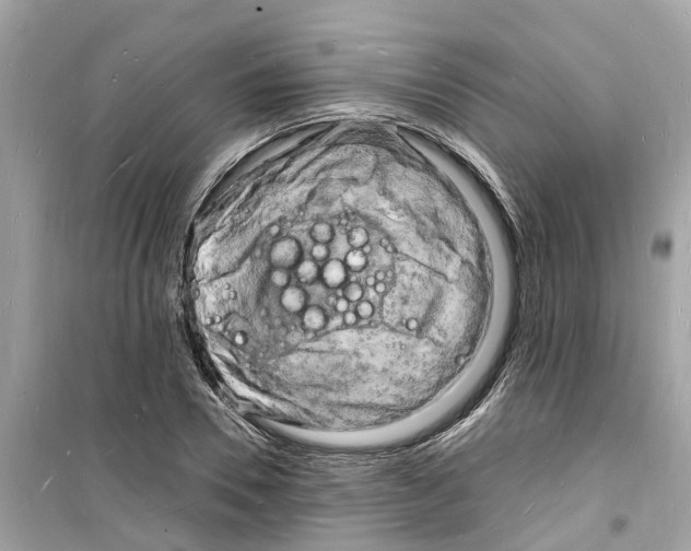 X0000098230930200805221707