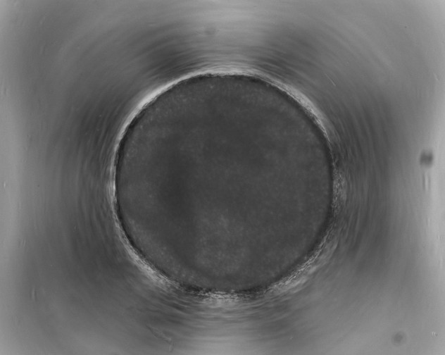 X0000098230935200805221708