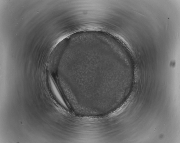 X0000098231065200805221706