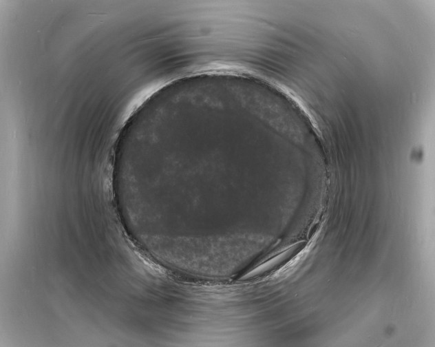 X0000098231066200805221706