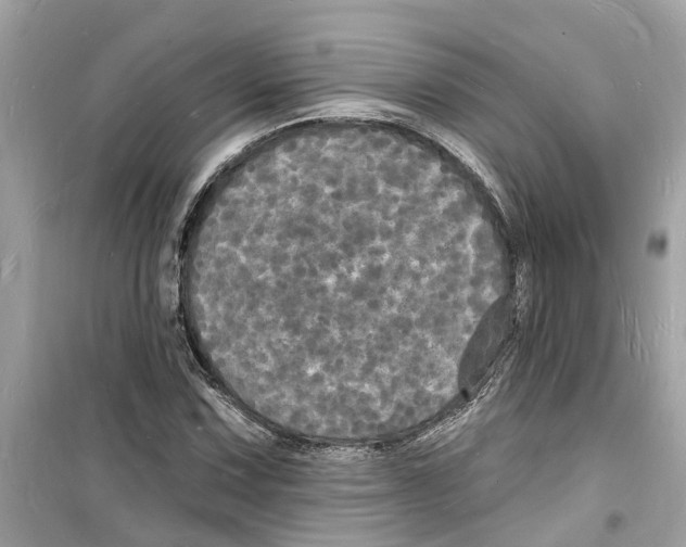 X0000098231067200805221706