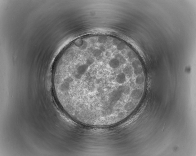 X0000098231075200805221706