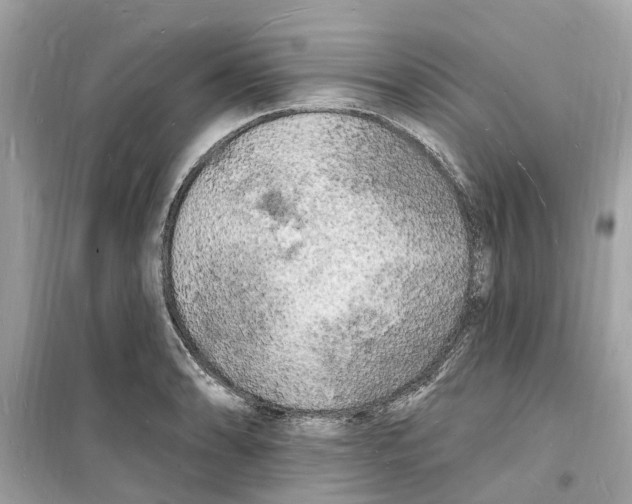 X0000098231086200805221706