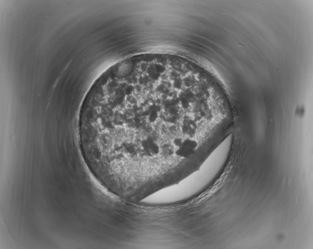 X0000098231087200805221705