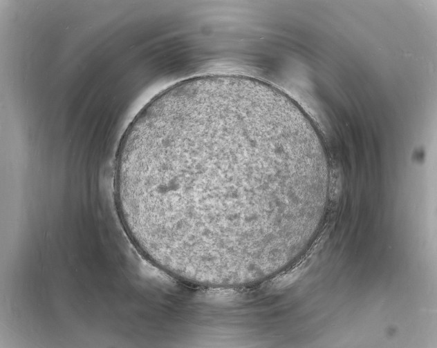 X0000098231094200805221705