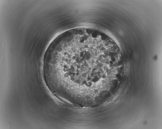 X0000098231099200805221705