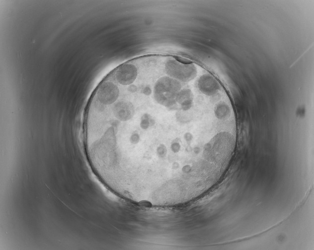 X0000098231103200805221705