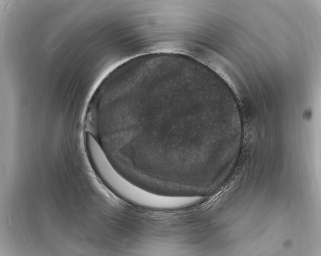 X0000098231132200805221705