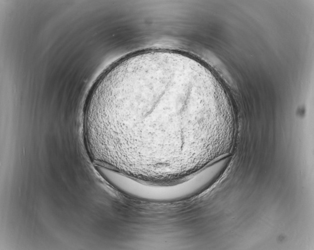 X0000098231232200805221703