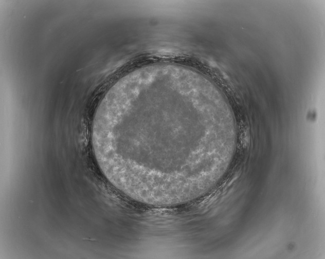 X0000098231253200805221703