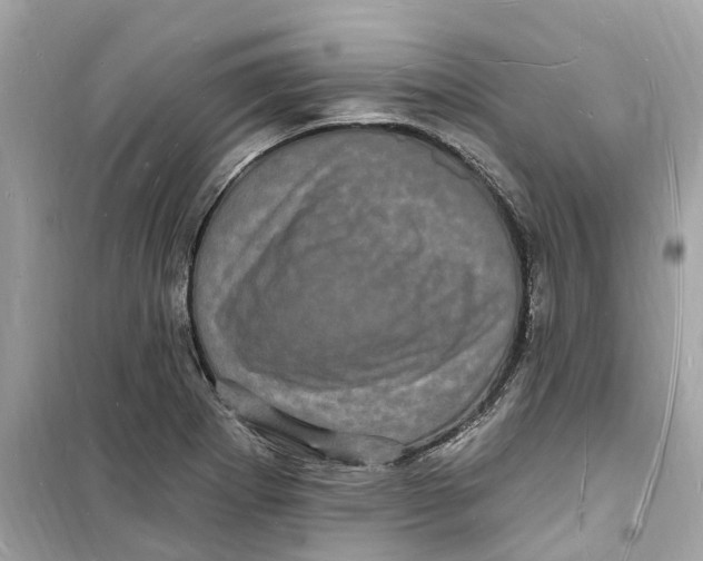 X0000098231273200805221702