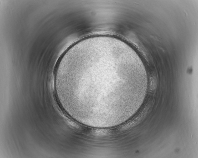 X0000098231274200805221702