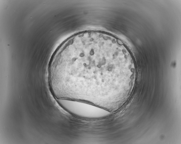 X0000098231287200805221702