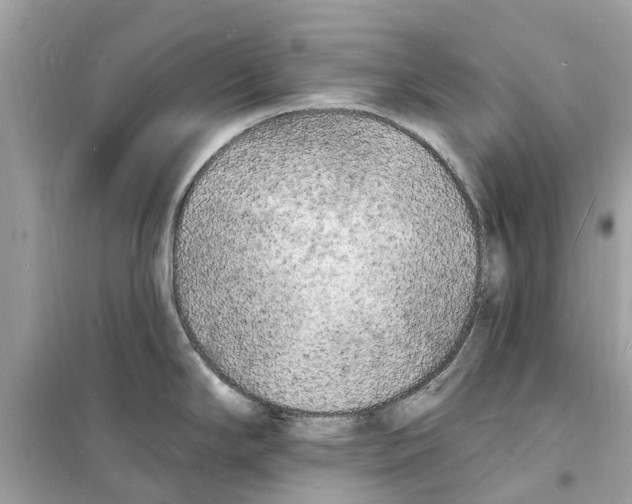 X0000098231294200805221702