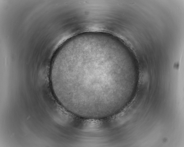 X0000098231314200805221702