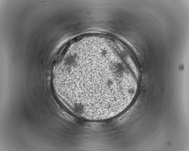 X0000098231355200805221701