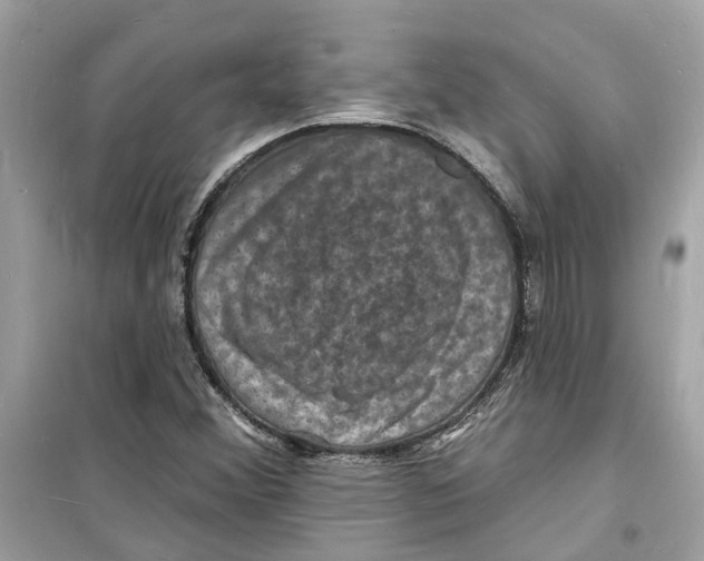 X0000098231356200805221701