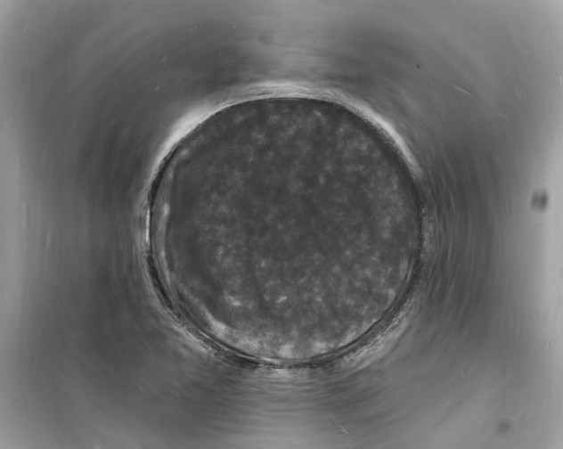 X0000098231365200805221701