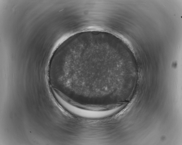 X0000098231373200805221701