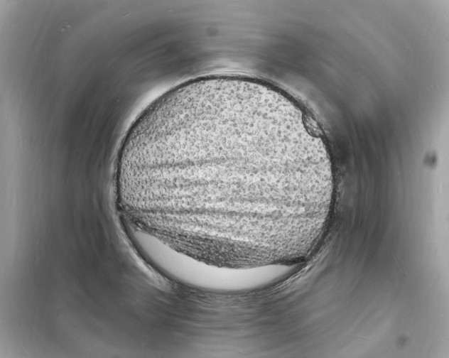 X0000098231375200805221701