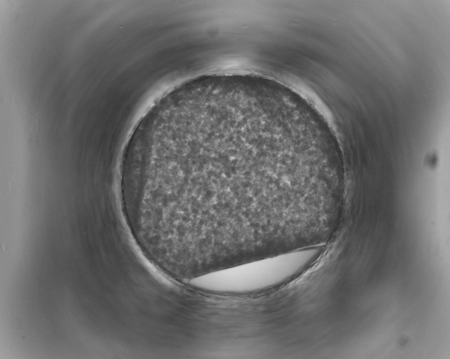 X0000098231429200805221701