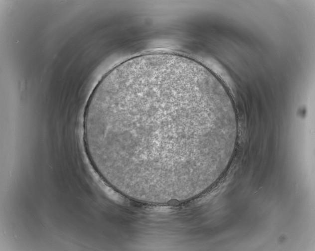 X0000098231431200805221701