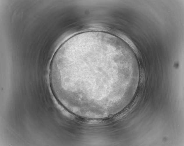 X0000098231439200805221701