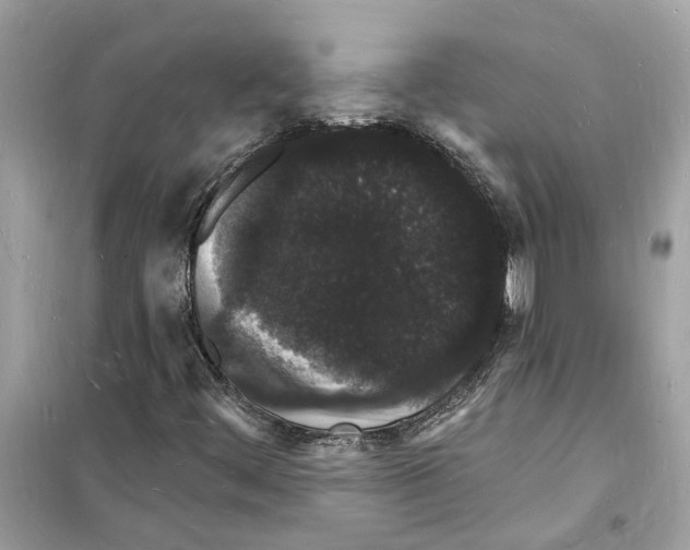 X0000098231444200805221700