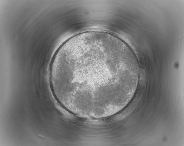 X0000098231474200805221700