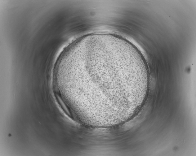 X0000098231477200805221700