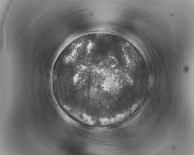 X0000098231482200805221700