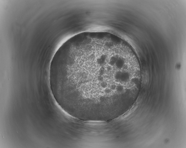 X0000098231487200805221700